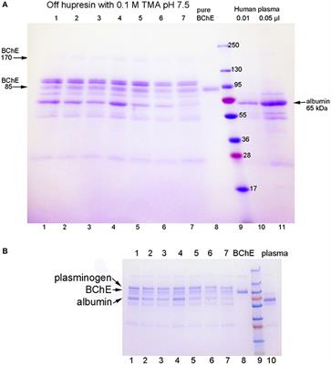 Hupresin Retains Binding Capacity for Butyrylcholinesterase and Acetylcholinesterase after Sanitation with Sodium Hydroxide